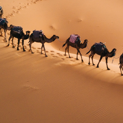 Morocco Vacation Enchanting Travels Morocco ToursTuareg with camels walk thru the desert on the western part of The Sahara Desert in Morocco. The Sahara Desert is the world's largest hot desert.