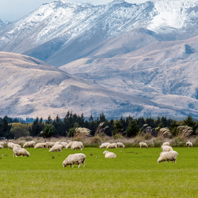 A stunning landscape scene of the agriculture in a rural area in New Zealand