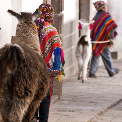 Peru Girl and Alpacas at Sacsayhuaman, Cusco Peru, South America