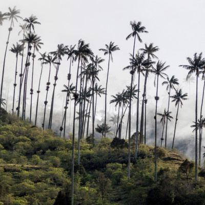 Wax palms in Cocora valley, Colombia, South America