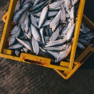 Frischer Fisch gehört fest zur Küche von Mauritius