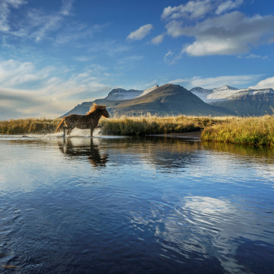 Horses in Iceland