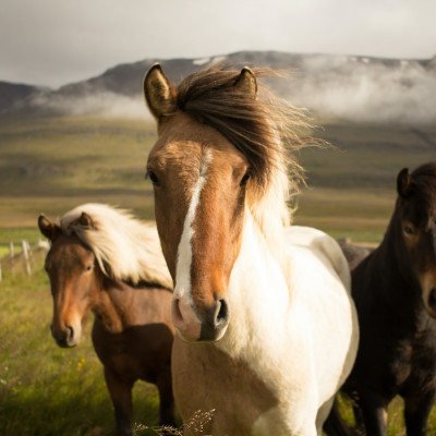 Icelandic Horses - Things to do in Iceland - Enchanting Travels