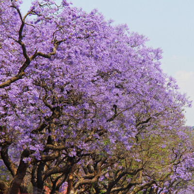 Pretoria Sehenswürdigkeiten: Jacarandas blühen überall in der Stadt