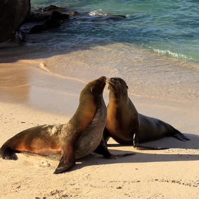Seals on a beach on the island of Espanola in Galapagos