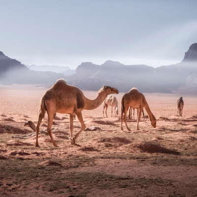 Best time to visit Jordan