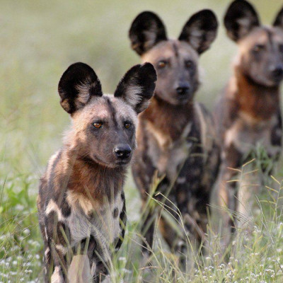 Best time to Travel to Zambia - things to do in Zambia