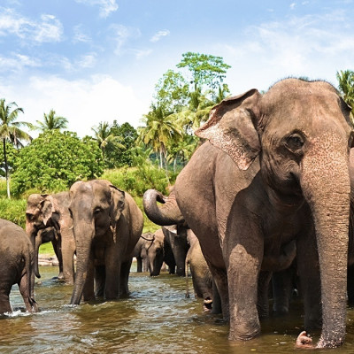 asia-sri-lanka-yala-elephants