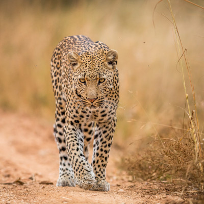 Best Things To Do in South Africa