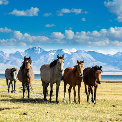 Central Asia Tour