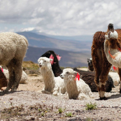 Enchanting-Travels-Peru-Tours-Colca