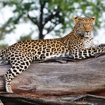 Best Things To Do in Botswana