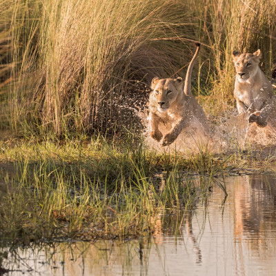 Best Things To Do in Botswana