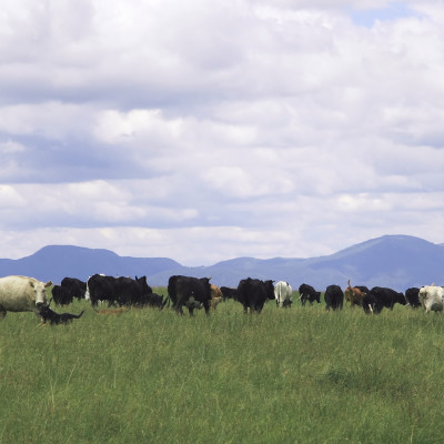 Gaucho herding cows near Salta in North West Argentina