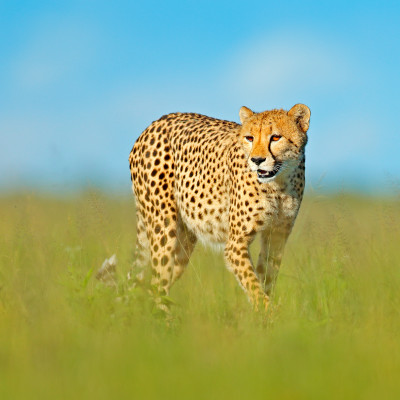 Best Things To Do in Botswana