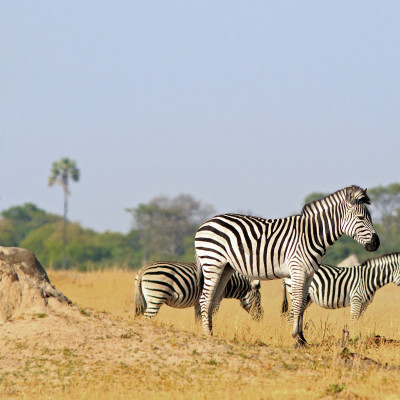 Burchell Zebra standing on the dry yellpw african plains near a termite mound in Hwange National Park, Zimbabwe