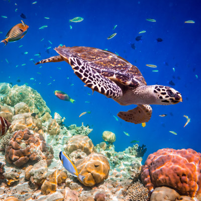 Best Things To Do in Maldives