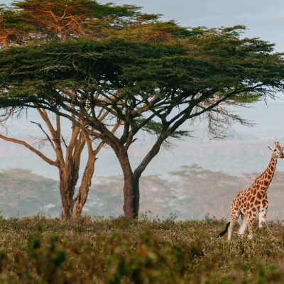 roaming giraffe, South Africa
