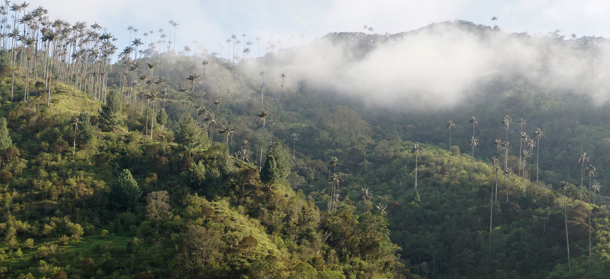 Wax Palm Tree forest in the Los Nevados National Natural Park near Salento, Colombia