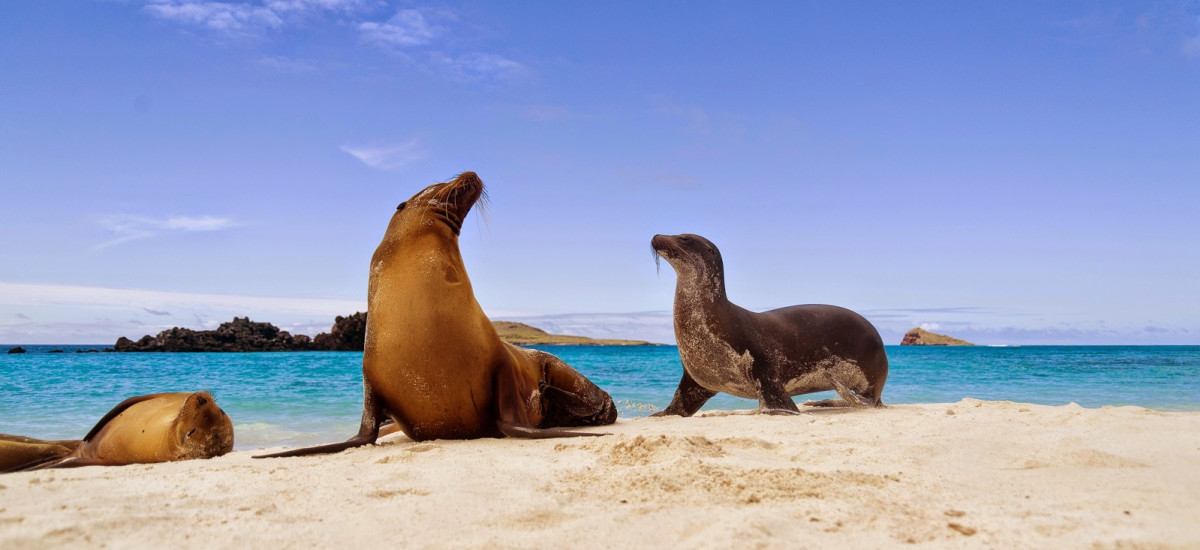 Galapagos sea lions (Zalophus californianus wollebacki) on the beach, Galapagos Islands