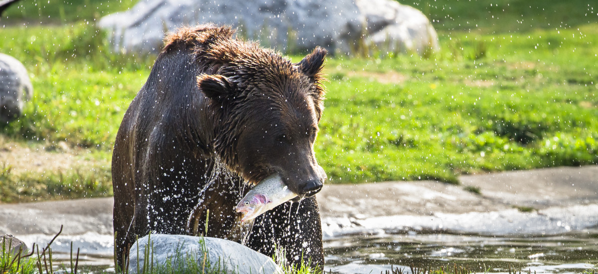 Things to do in Yellowstone National Park