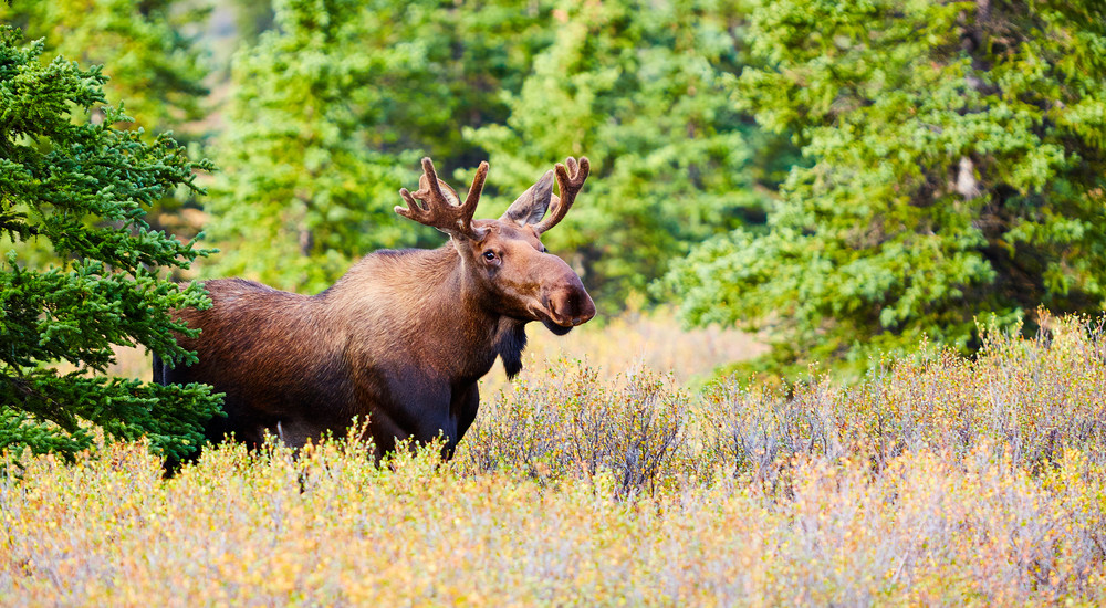 Enchanting US National Parks