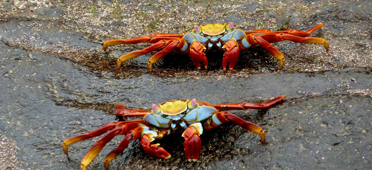 Catch sight of Sally Lightfoot crabs on your Galapagos trip.