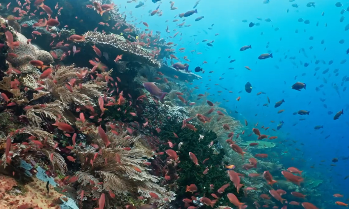 Supporting Healthy Oceans