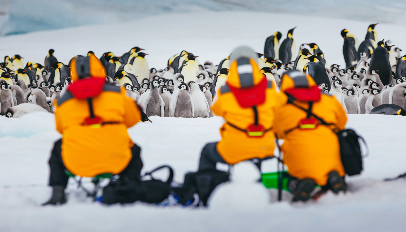 Emperor Penguin colony