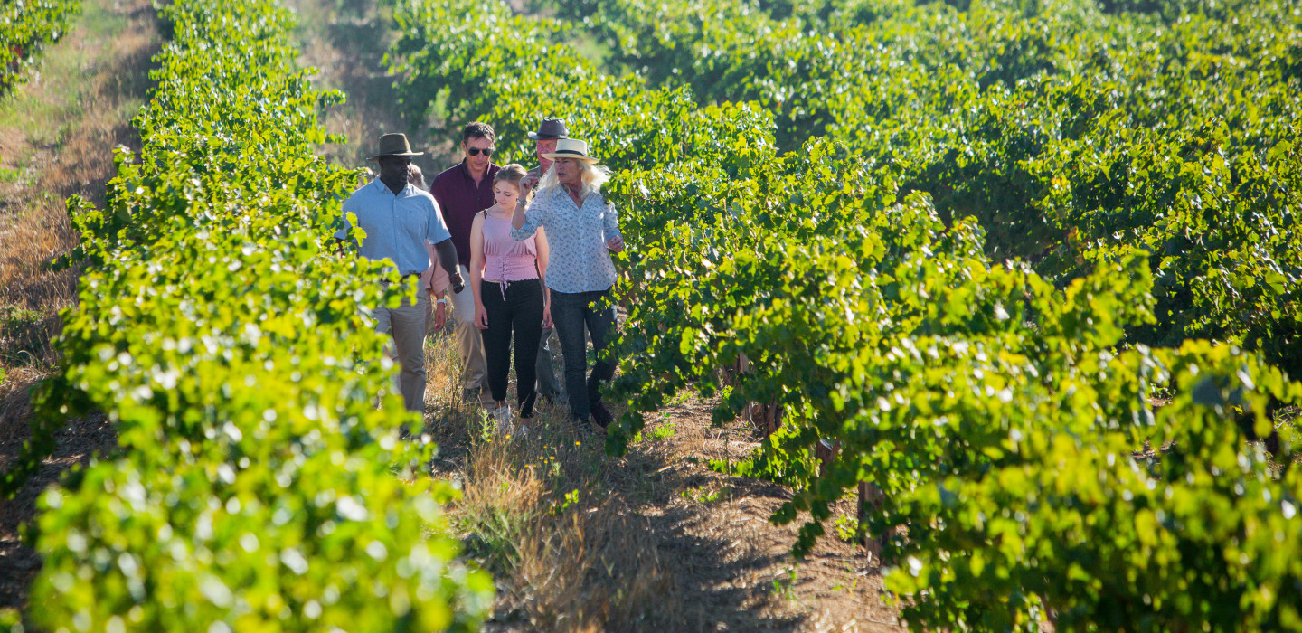 Cape Winelands