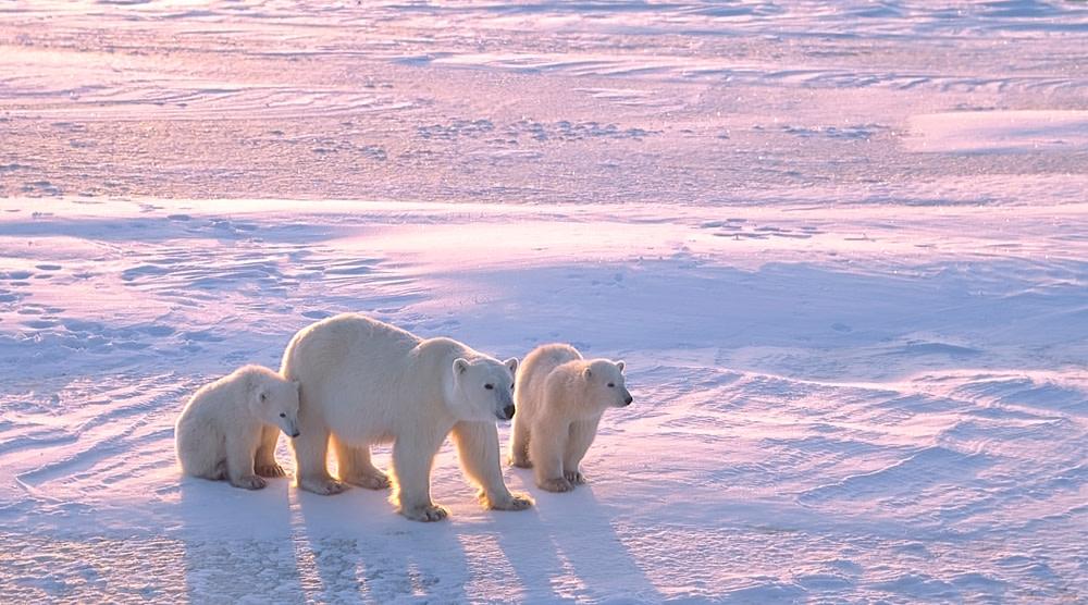 Polar Bears