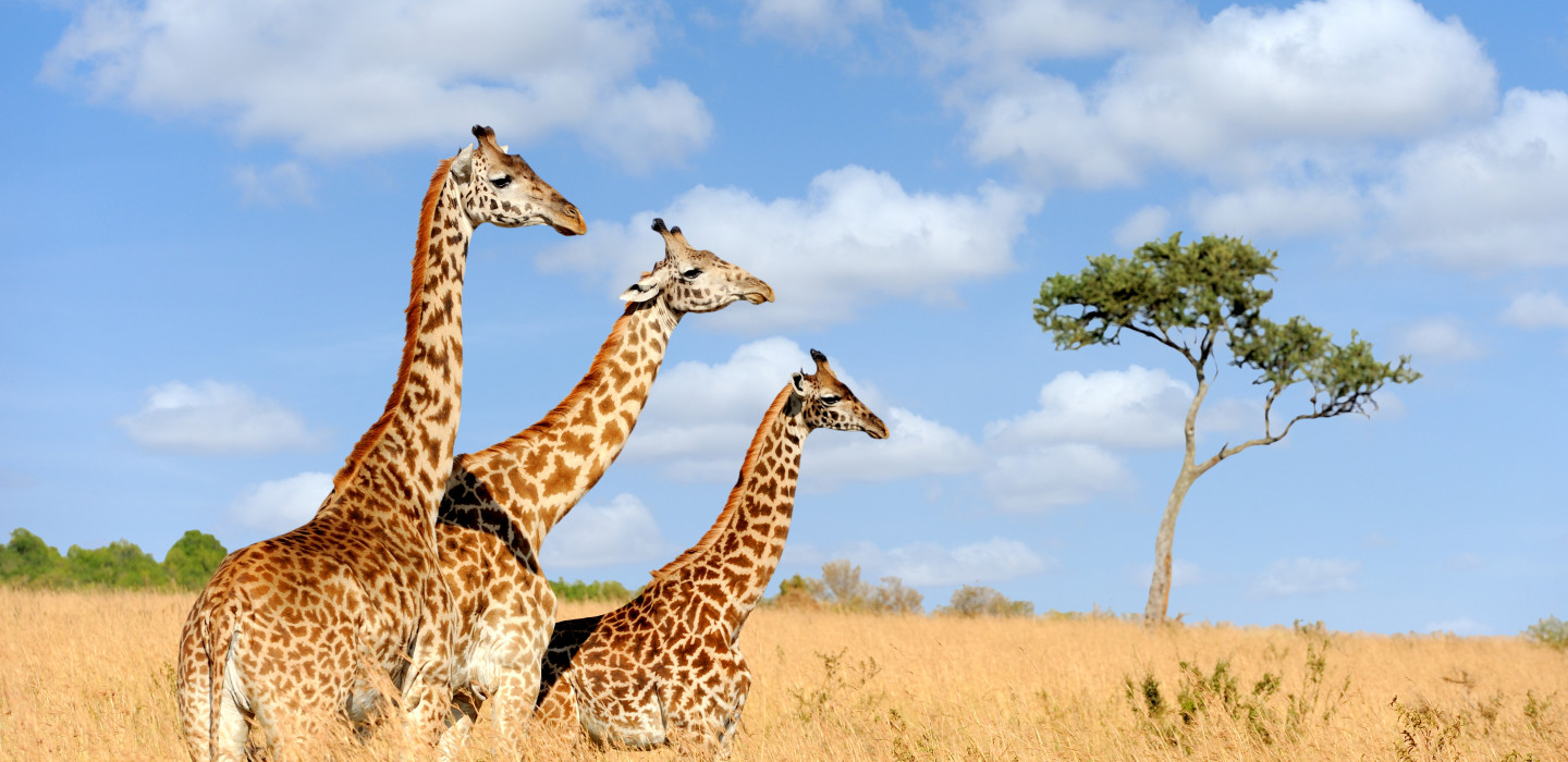 Giraffes