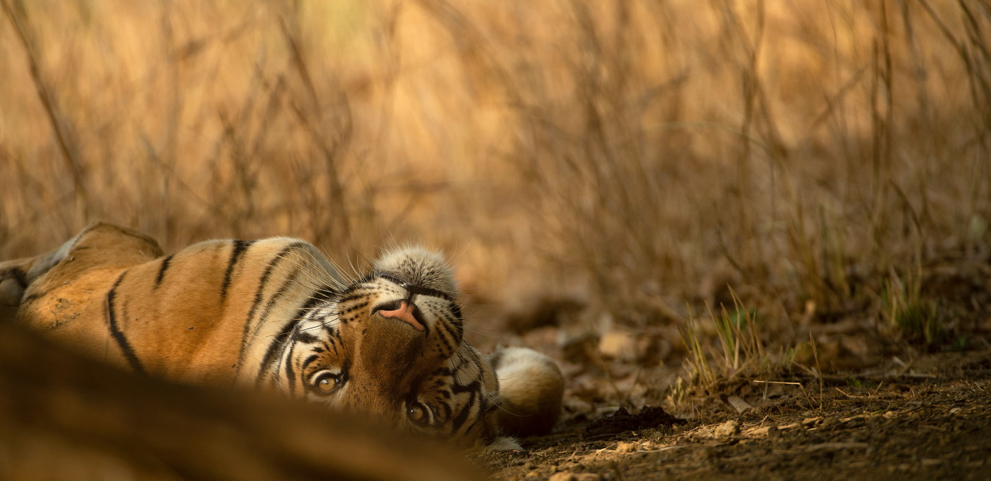 tiger