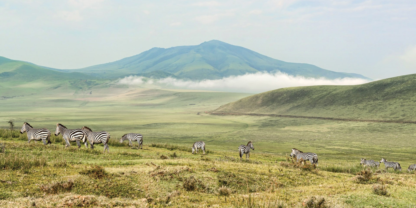 Zebras in Serengeti Tanzania Tour