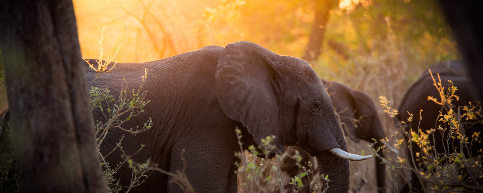 botswana