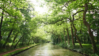 Un túnel de plátanos proyecta una sombra moteada sobre el Canal du Midi, creando una ruta serena y escénica para quienes exploran el sur de Francia en barco.