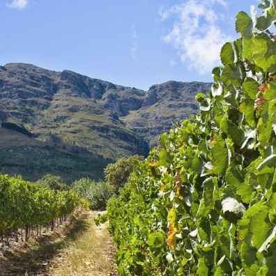 A Taste Of Vine & Wine Experiences in South Africa