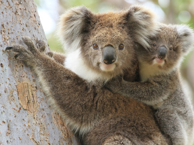 Australian Wildlife Panorama