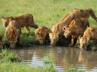 Lion pride drinking water in the savannah in Kenya