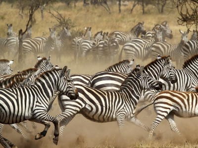 East Africa Safari Tour