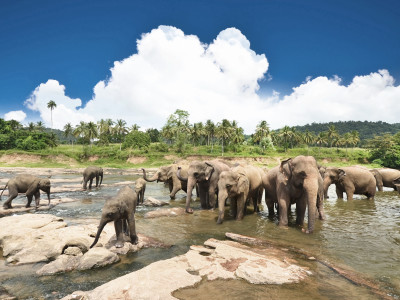 Wildlife Safari Tour of Sri Lanka