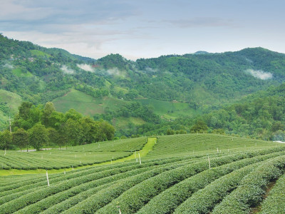 See verdant tea plantations on your East India tour