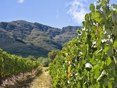 South Africa tours: The winelands are a dream for gourmets