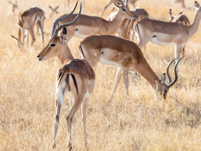 Botswana Tour