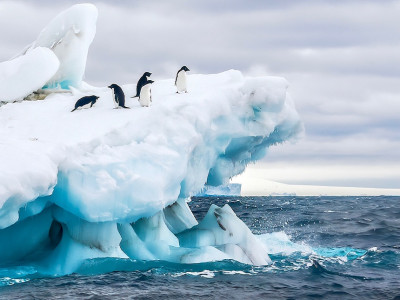 An Antarctica nature scene, with a group of five Adelie penguins on a floating iceberg in the icy cold waters of the Weddell Sea, near the Tabarin Peninsula, Antarctica