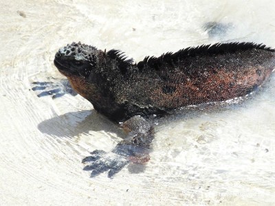 Kathrin Haase: Auf Wolke 7 im Tierparadies Galapagos