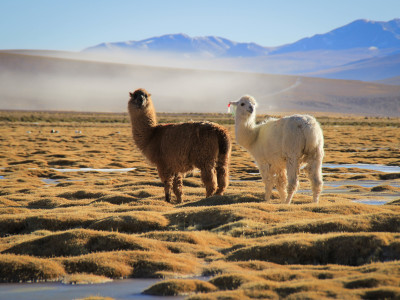 Lea Heidjann: Chile, Argentinien, Bolivien & Peru – Geschwistertour durch Südamerika