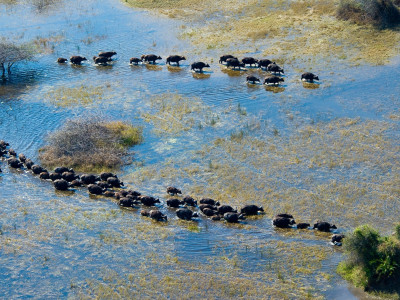 Botswana Okavango Delta - Wilderness Safaris