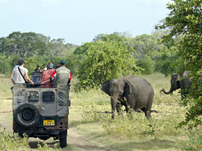 Elephas Minneriya National Park, Sri Lanka