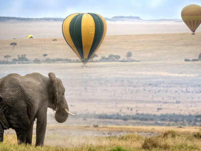 Enchanting Travels African elephant , foggy morning, hot air balloons landing on background, Masai Mara National Reserve